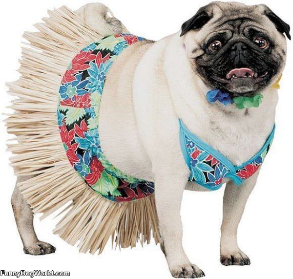 Hula Pug