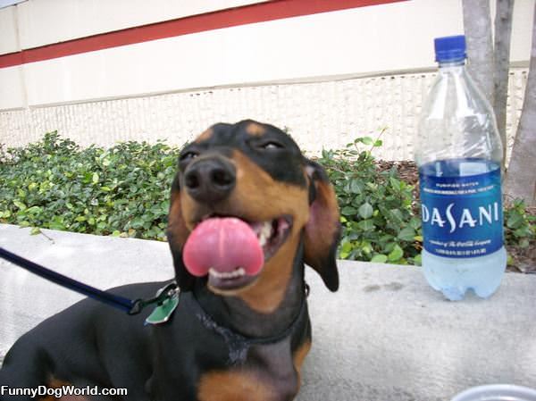 Hurley Loves Dasani