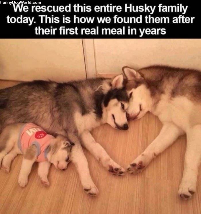 Husky Rescue