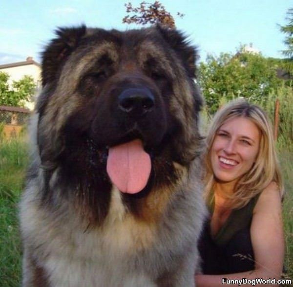 Huuuuge Dog