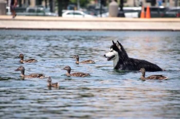 I Am A Duck Now