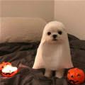 I Am A Ghost