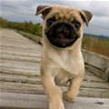 funny dog 2