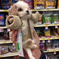 funny dog 1