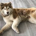 I Am A Pillow Now