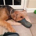 I Am A Platypus Dog