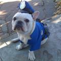 I Am A Police Dog