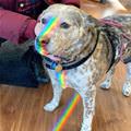 I Am A Rainbow Now