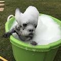 I Am A Soapy Dog