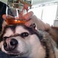 funny dog 4