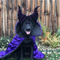 funny dog 2