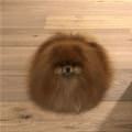 I Am As Fuzzy As Fuz