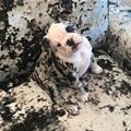 I Am Blending In