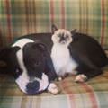 funny dog 4