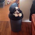 I Am Not Garbage