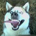 funny dog 1