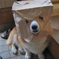 I Am Scary Dog