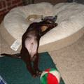 funny dog 3