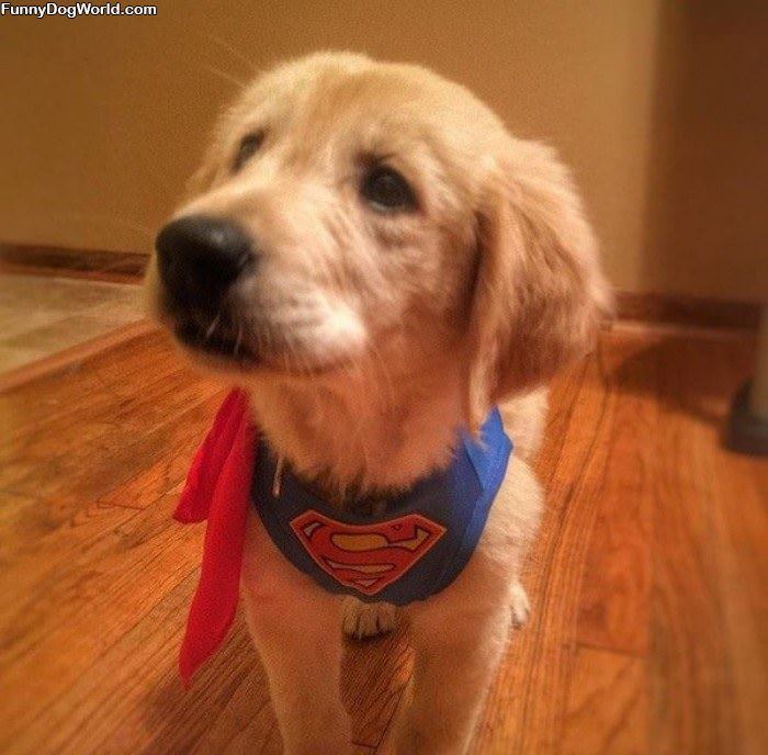I Am Super Puppy
