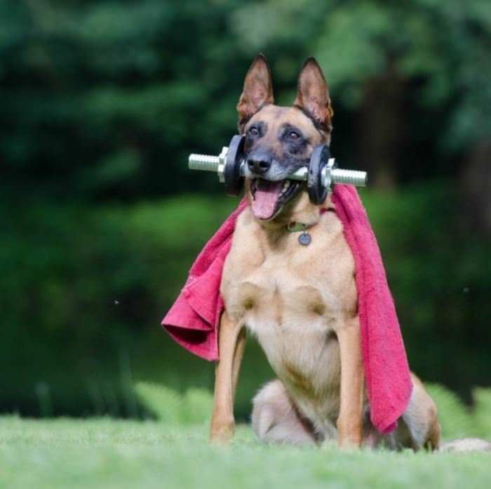 I Am The Super Dog