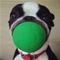 I Am Very Good At Fetch