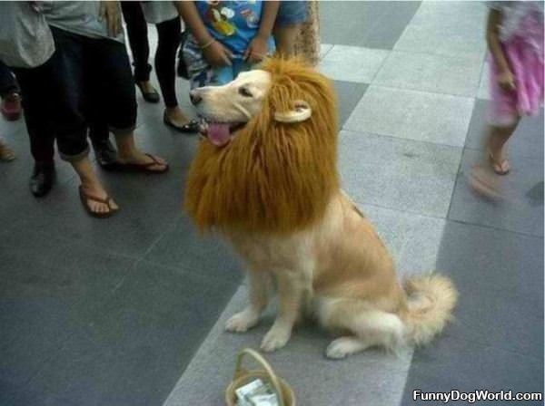 I Are A Lion