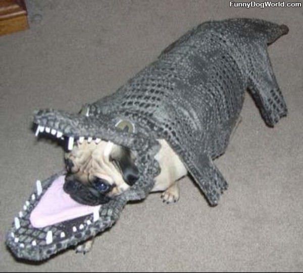 I Are Alligator