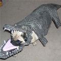 funny dog 3