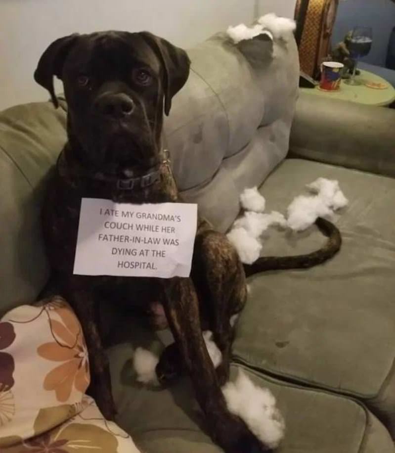 I Ate The Couch