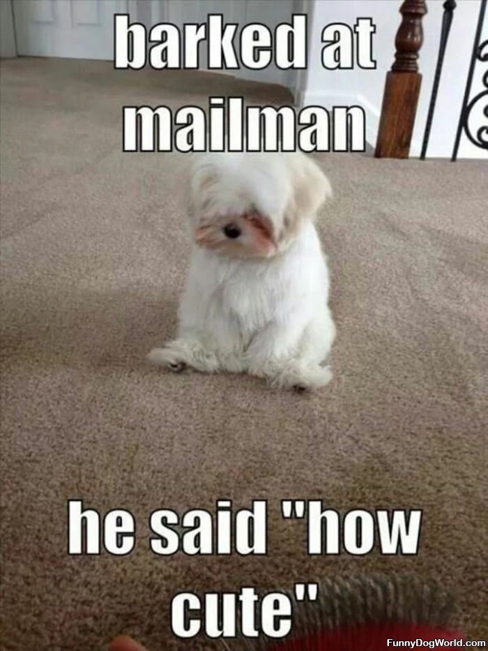 I Barked At The Mailman