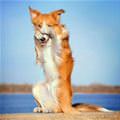 funny dog 5