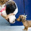 funny dog 4