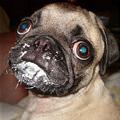 funny dog 4