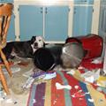 funny dog 1