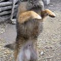 I Do My Little Dance
