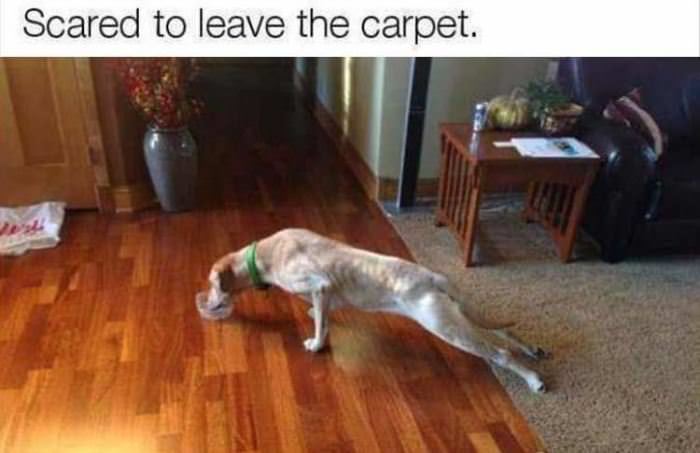 I Do Not Want To Leave The Carpet