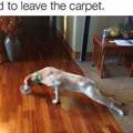 funny dog 1