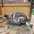 funny dog 2
