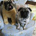 funny dog 1