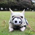 I Fetched It