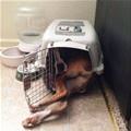funny dog 4
