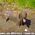 funny dog 1