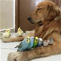 I Got All The Chicks
