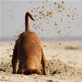 funny dog 1