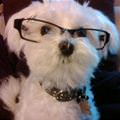 funny dog 5