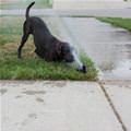 funny dog 4