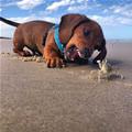 I Got You Crab