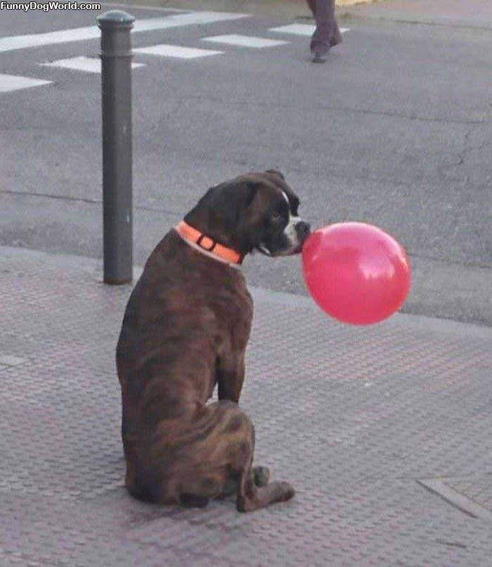 I Has A Balloon