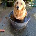 I Has A Bath