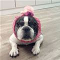 funny dog 5